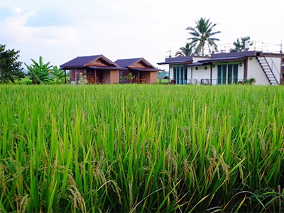 ปางชมภู โฮมสเตย์ พี่พักติดทุ่งนา ติดภูเขา บรรยากาศดี เงียบสงบ สัมผัสกับธรรมชาติ