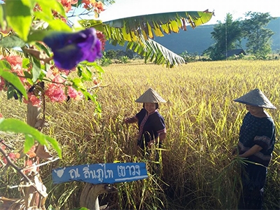 บ้านสวนเพียงพอ โฮมสเตย์ กาฬสินธุ์