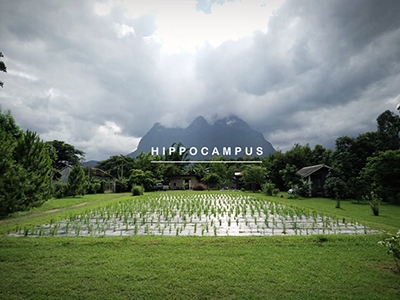 Hippocampus เชียงดาว