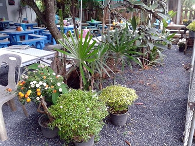 ร้านก๋วยเตี๋ยวหนูดี น่าน