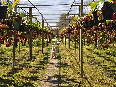 สวนหม้อข้าวหม้อแกงลิงระยอง Rayong smile plants