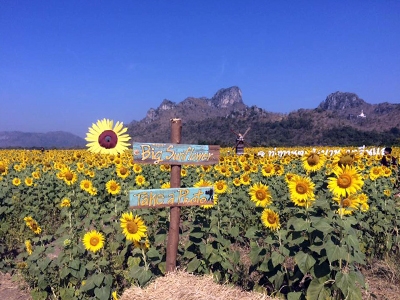 ทุ่งทานตะวันบานเขาจีนแล ลพบุรี