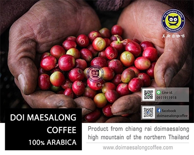 กาแฟดอยแม่สลอง doi maesalong coffee