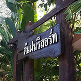 ต้นฝนรีสอร์ท