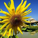 อยู่ดินกินดีฟาร์มสเตย์ แม่ริม เชียงใหม่ Youdin Kindee farmstay