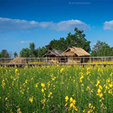 โฮมสเตย์บ้านนาภูคำ อำนาจเจริญ Home stay baan na phu khum