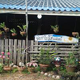โฮมสเตย์บ้านบ่อสำโรง ปะทิว ชุมพร